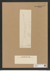 Diatomeae indet. Zeichnungen Sammlung Grunow Nr. 7729 (NHMW-BOT-W0376943)